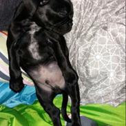 Blanding af racer Ozzie