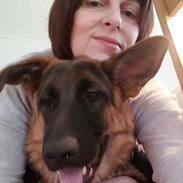 Schæferhund Lina vom St.-Michaels-Berg