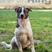 Blanding af racer Toto