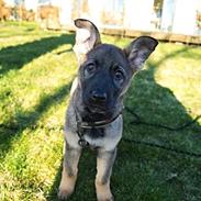Schæferhund Weedfald Enya