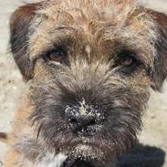 Border terrier Loki 