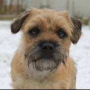 Border terrier Loki 
