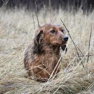 Dværggravhund Elton