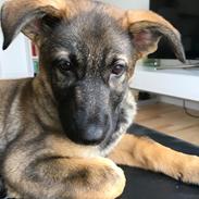 Schæferhund Weedfald Enya
