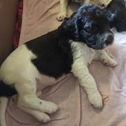 Kleiner münsterländer Bumle