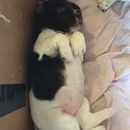 Kleiner münsterländer Bumle