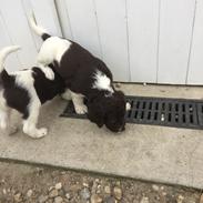 Kleiner münsterländer Bumle