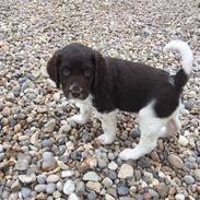 Kleiner münsterländer Bumle