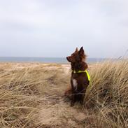 Blanding af racer australsk kelpie/bordercollie HACHI