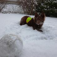 Blanding af racer australsk kelpie/bordercollie HACHI