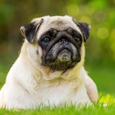 Mops Monirentes Rabiola *kaldes Mopse*