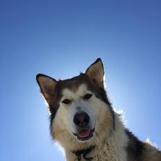 Blanding af racer Zako