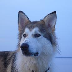 Blanding af racer Zako