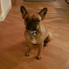 Fransk bulldog Wilma