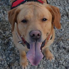 Blanding af racer Nougat (himmelhund)