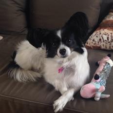 Papillon Berta