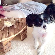Papillon Berta