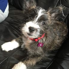 Blanding af racer Molly