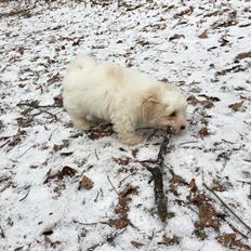 Coton de tulear Casanova