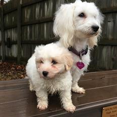 Coton de tulear Casanova