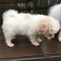 Coton de tulear Casanova
