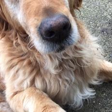 Golden retriever Basse