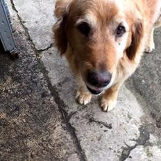 Golden retriever Basse