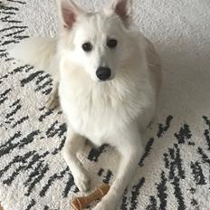 Dansk Spids Bowie