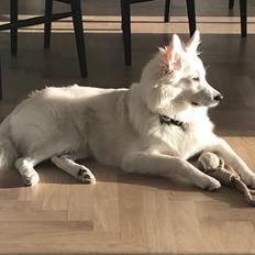 Dansk Spids Bowie