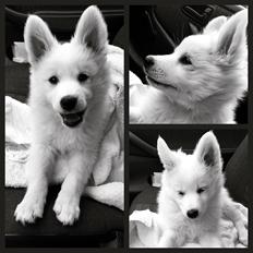 Dansk Spids Ragnhilds Laika