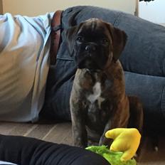 Boxer Kronjyden's Enzo