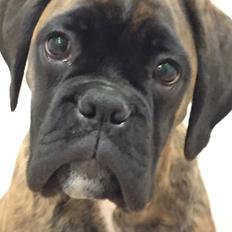 Boxer Kronjyden's Enzo