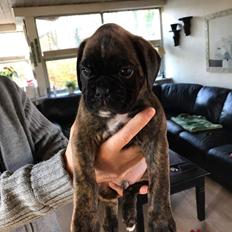 Boxer Kronjyden's Enzo