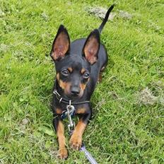 Blanding af racer Frej 