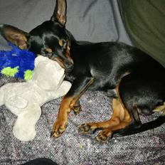 Blanding af racer Frej 