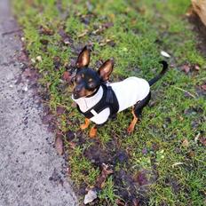 Blanding af racer Frej 