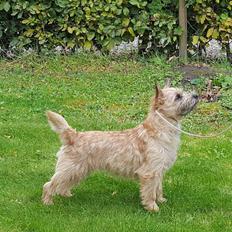 Cairn terrier Jay's Joy's Halle Berry
