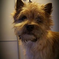 Cairn terrier Jay's Joy's Halle Berry