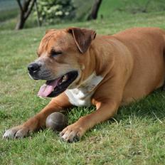 Amerikansk bulldog Cash