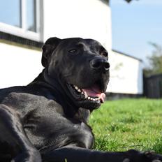 Blanding af racer Xena (hvil i fred <3)