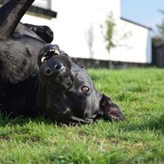 Blanding af racer Xena (hvil i fred <3)