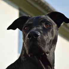 Blanding af racer Xena (hvil i fred <3)