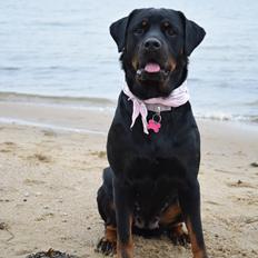 Rottweiler Kali