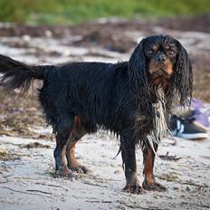 Cavalier king charles spaniel Cosmo