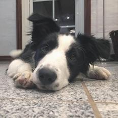 Border collie Chase