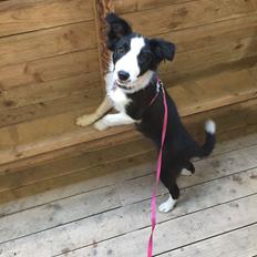 Border collie Chase