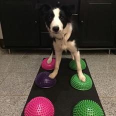 Border collie Chase
