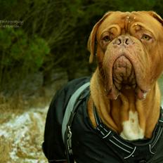 Dogue de bordeaux Juice