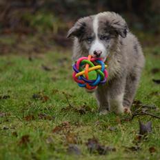 Border collie Chic Coral Sunshine Valmar