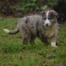 Border collie Chic Coral Sunshine Valmar